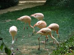 149 BIO PARC DE DOUE LA FONTAINE 4- 2016_000053